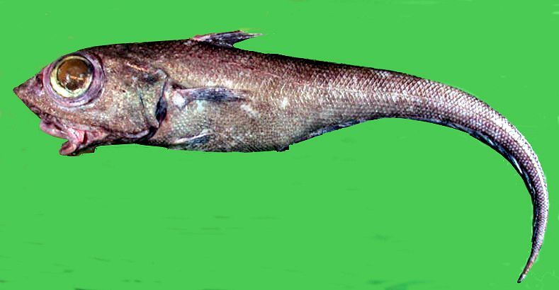 Macrourus berglax_0215